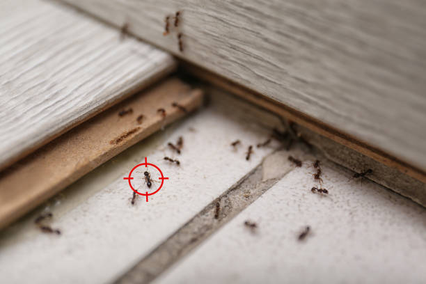 Best Termite Inspection and Treatment  in Juneau, WI